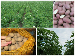 Kwalifikowany materiał siewny ziemniaka sadzeniaka 1250 kg