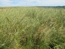 Nasiona Traw Granum kostrzewa trzcinowa pastewna 20 kg
